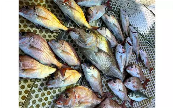 「関西エリアの【船釣り特選釣果】サビキマダイ本格化！60cm級大型交じりで数釣り達成」の画像