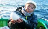 「「トラフグ専門船で本命連発！」カットウ釣り初挑戦者もヒットして船中12尾【東京湾・吉野屋】」の画像1