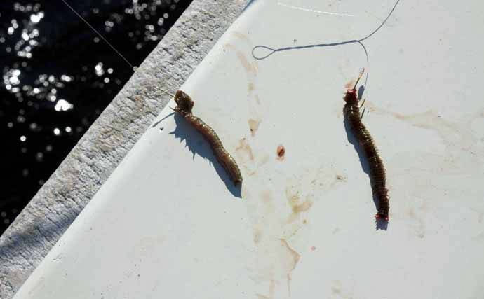 船シロギス釣りで20cm良型をキャッチ！【東京湾】釣果激変のカギはエサのひと工夫