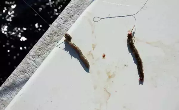 「船シロギス釣りで20cm良型をキャッチ！【東京湾】釣果激変のカギはエサのひと工夫」の画像