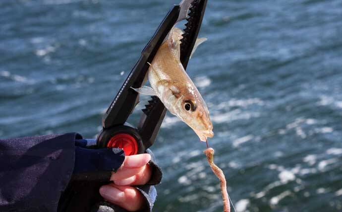 船シロギス釣りで20cm良型をキャッチ！【東京湾】釣果激変のカギはエサのひと工夫