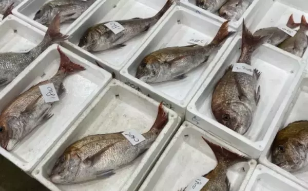 「ホルムズ海峡封鎖で日本の漁業が大ピンチ？ 「稚魚」が輸入できず養殖に影響も」の画像