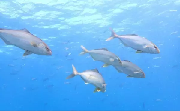 「ホルムズ海峡封鎖で日本の漁業が大ピンチ？ 「稚魚」が輸入できず養殖に影響も」の画像