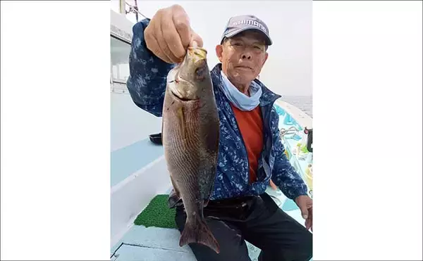 「シーズン最中の大山沖イサキ釣りで40cm頭に本命8匹キャッチ【武丸・愛知】」の画像