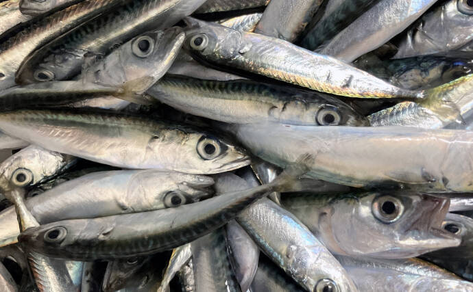 「輸入ものすら価格高騰へ」 いよいよ大衆魚でなくなる『サバ』の話