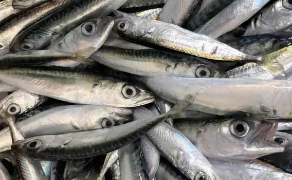 「「輸入ものすら価格高騰へ」 いよいよ大衆魚でなくなる『サバ』の話」の画像