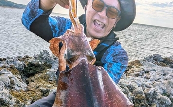 地磯エギングで1.5kgアオリイカをキャッチ【福岡】藻地帯を丁寧に探ってヒット