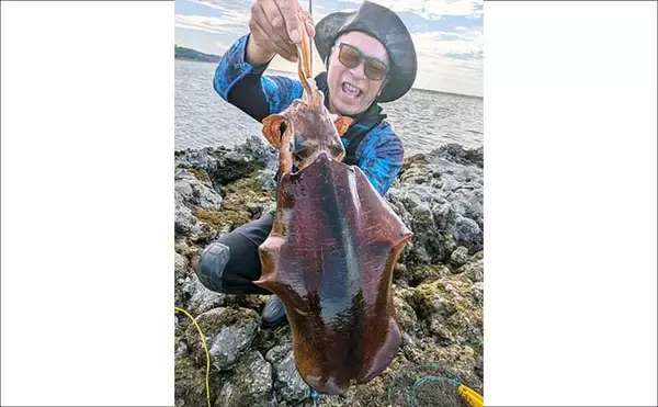 「地磯エギングで1.5kgアオリイカをキャッチ【福岡】藻地帯を丁寧に探ってヒット」の画像
