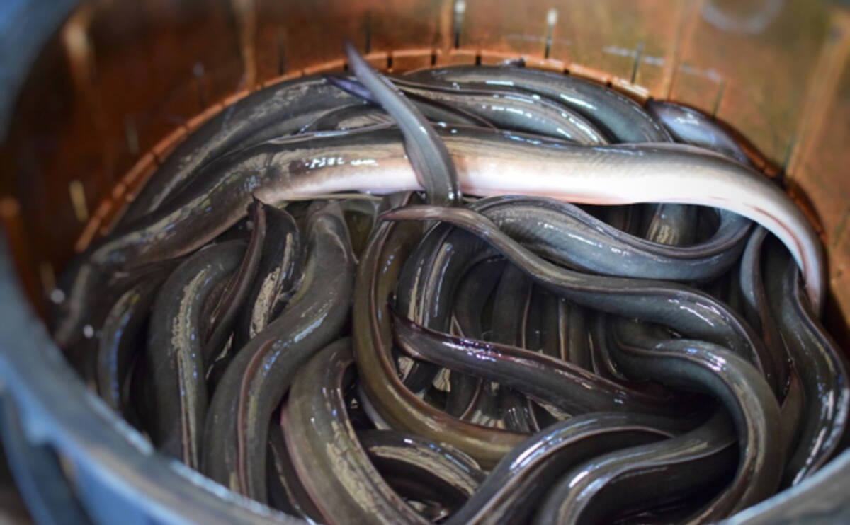 Apg 5lctb Kium Apg 5lctb Kium