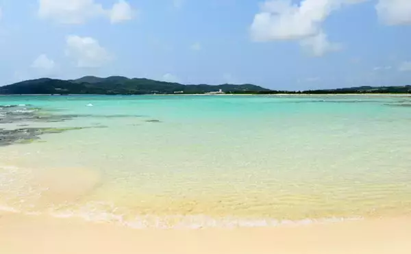 「傷つけられたウミガメが多数見つかる　一筋縄にはいかない違法駆除問題」の画像