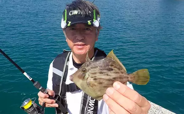堤防カワハギ釣りで20cm級本命6尾【熊本・上天草】アオ虫エサにヒット