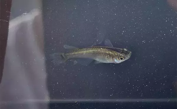 「釣り好きが実際に行った夏休みの自由研究【自然界にメダカはいないのか探してみた】」の画像