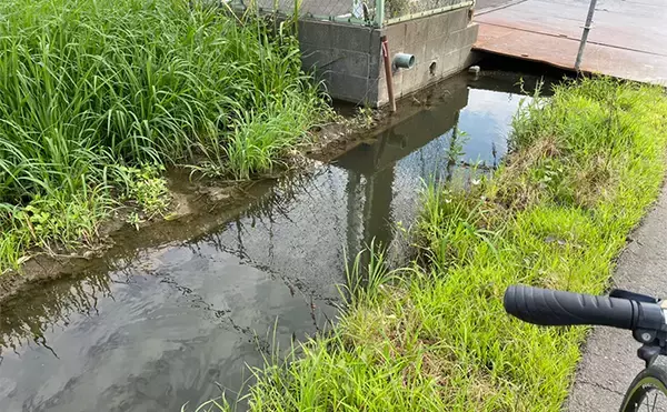 「釣り好きが実際に行った夏休みの自由研究【自然界にメダカはいないのか探してみた】」の画像