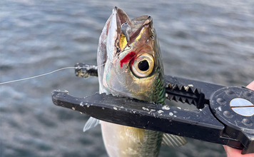 朝マヅメの大阪南港ルアー釣りでサバ50尾超え　3gのメタルジグに連発！