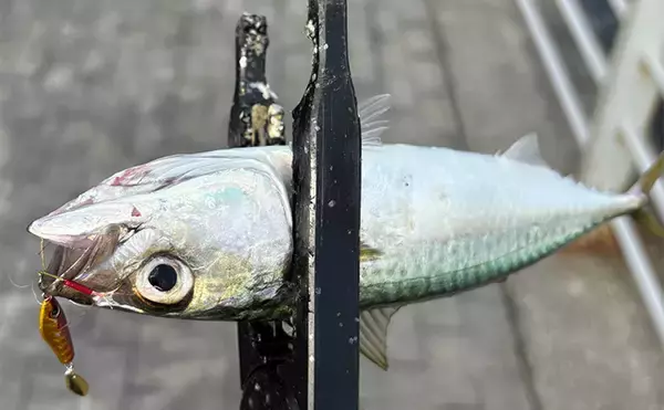 「朝マヅメの大阪南港ルアー釣りでサバ50尾超え　3gのメタルジグに連発！」の画像