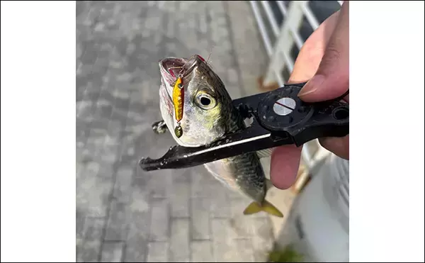 「朝マヅメの大阪南港ルアー釣りでサバ50尾超え　3gのメタルジグに連発！」の画像