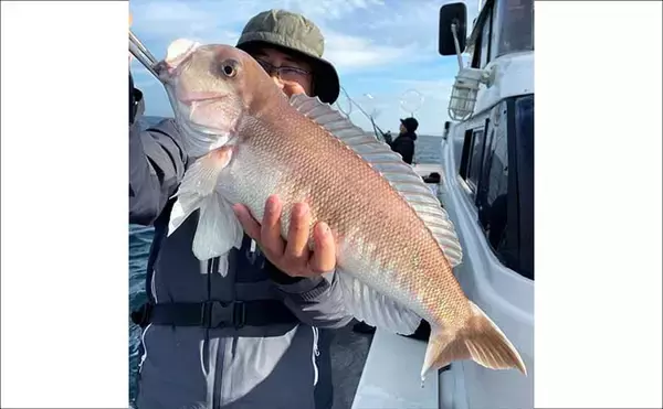 「【沖釣り釣果速報】3kg超の“化け物級シロアマダイ”浮上！大分沖で記録級の一本（大分・熊本）」の画像
