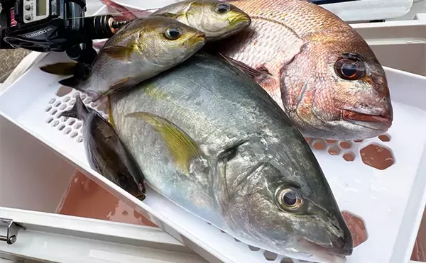 船シマアジ釣りにおけるリールの選び方　利き手で巻く手巻きリールがオススメなワケとは？