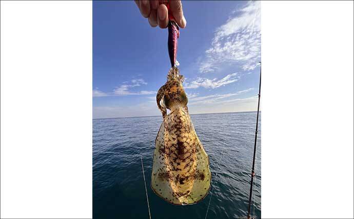 「冬の伊勢湾が熱い！」青物・マダイ・アオリイカの本命3種コンプリート達成