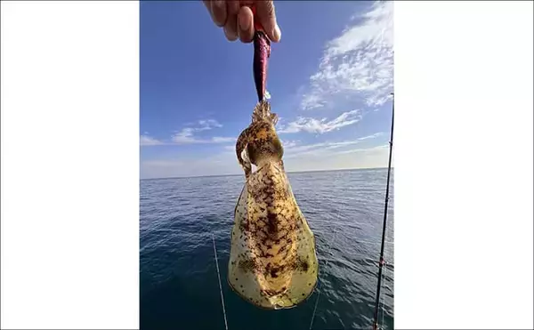 「「冬の伊勢湾が熱い！」青物・マダイ・アオリイカの本命3種コンプリート達成」の画像