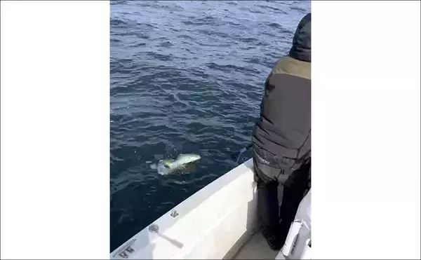 「「冬の伊勢湾が熱い！」青物・マダイ・アオリイカの本命3種コンプリート達成」の画像