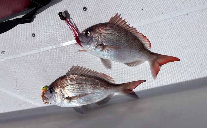 「冬の伊勢湾が熱い！」青物・マダイ・アオリイカの本命3種コンプリート達成