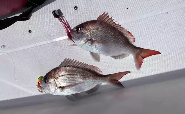 「「冬の伊勢湾が熱い！」青物・マダイ・アオリイカの本命3種コンプリート達成」の画像