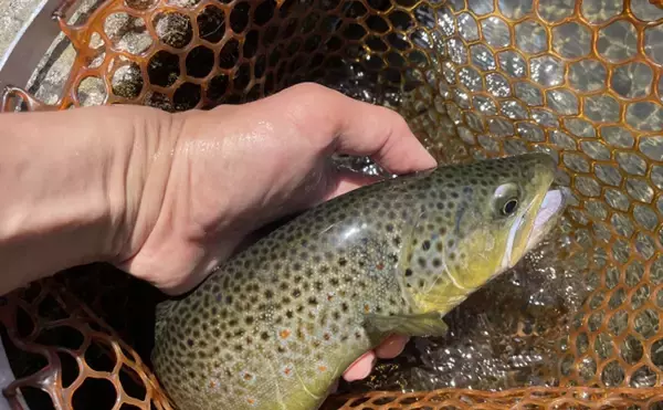 「悪評高き侵略的外来魚『ブラウントラウト』の卵はイクラの代用品になるか試してみた」の画像