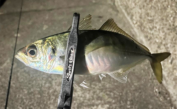 紀北エリアのアジング釣行で良型アジ好捕【和歌山】フロートとジグ単リグで攻略