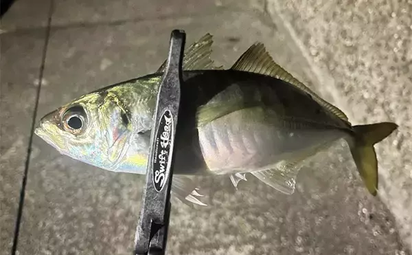 紀北エリアのアジング釣行で良型アジ好捕【和歌山】フロートとジグ単リグで攻略