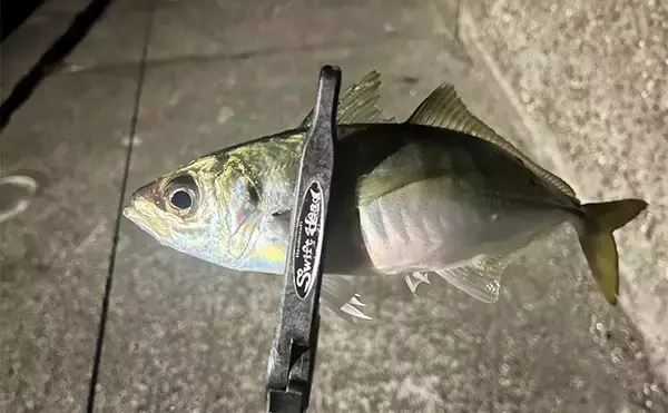 「紀北エリアのアジング釣行で良型アジ好捕【和歌山】フロートとジグ単リグで攻略」の画像