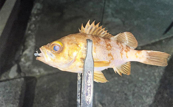 紀北エリアのアジング釣行で良型アジ好捕【和歌山】フロートとジグ単リグで攻略