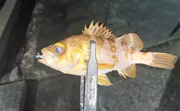 「紀北エリアのアジング釣行で良型アジ好捕【和歌山】フロートとジグ単リグで攻略」の画像