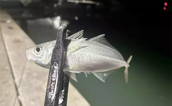 「紀北エリアのアジング釣行で良型アジ好捕【和歌山】フロートとジグ単リグで攻略」の画像