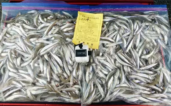 今季絶好調の入鹿池ボートワカサギ釣りで1000匹突破！【愛知】取水塔前が入れ食い