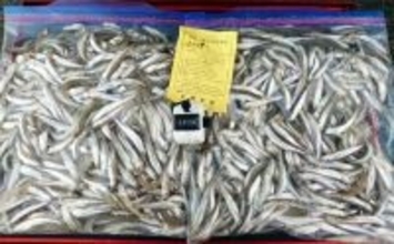 今季絶好調の入鹿池ボートワカサギ釣りで1000匹突破！【愛知】取水塔前が入れ食い