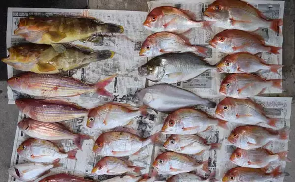 「【沖釣り釣果速報】テンビン五目で7kgメダイ浮上！イサキ・アカイサキ交じり多彩釣果（福岡）」の画像