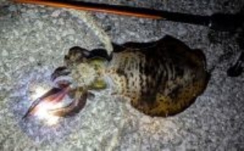 陸っぱりエギング釣行で1.2kgアオリイカ浮上【熊本】3kg超えキャッチの情報も！