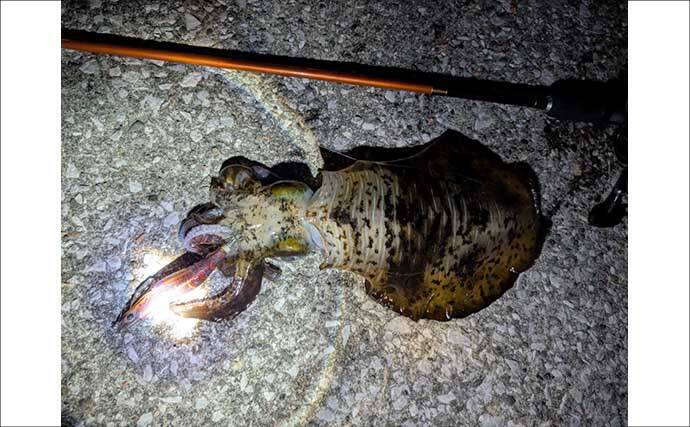 陸っぱりエギング釣行で1.2kgアオリイカ浮上【熊本】3kg超えキャッチの情報も！