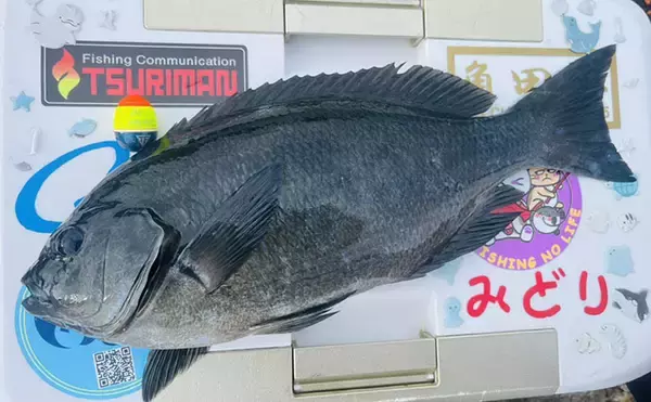 「深島の磯で40cm超え良型クロが連発！ 潮変わりにはオオモンハタも登場【大分】」の画像