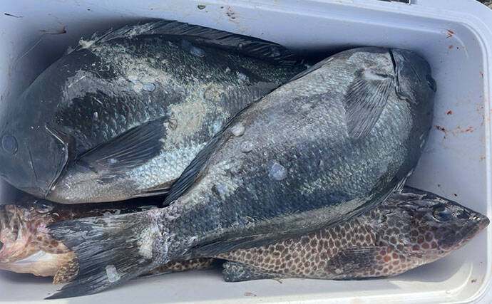 深島の磯で40cm超え良型クロが連発！ 潮変わりにはオオモンハタも登場【大分】