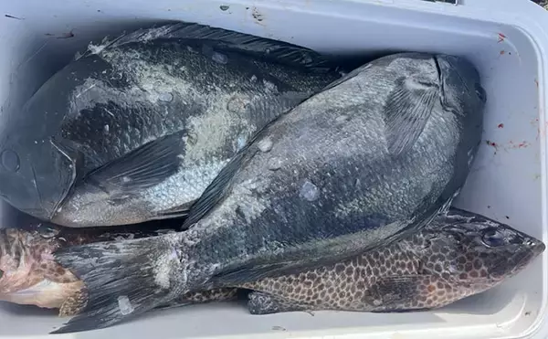 「深島の磯で40cm超え良型クロが連発！ 潮変わりにはオオモンハタも登場【大分】」の画像