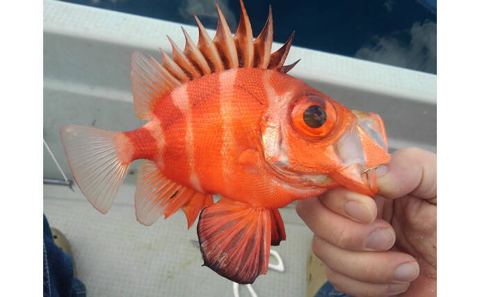 クルマエビが名前に「車」と付くワケ　他にもいる「クルマ」が入る魚介類