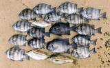 「イカダからのサンバソウ釣りで25cm頭に6匹　カラス貝エサにヒット」の画像1