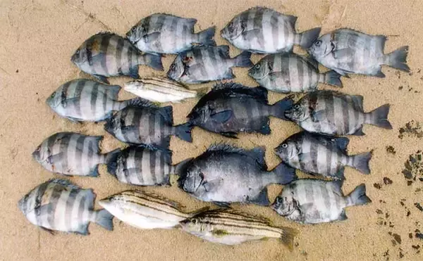 イカダからのサンバソウ釣りで25cm頭に6匹　カラス貝エサにヒット