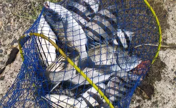 「イカダからのサンバソウ釣りで25cm頭に6匹　カラス貝エサにヒット」の画像