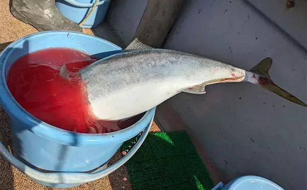 「10kg超えブリ狙って丹後の春ジギング釣行【京都】サイズ届かずも一瞬の時合いを制す」の画像