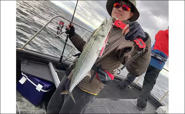 「奥伊勢湾のサワラキャスティングゲームで60cm級サゴシ手中　スロージャークに反応」の画像