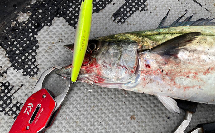 奥伊勢湾のサワラキャスティングゲームで60cm級サゴシ手中　スロージャークに反応