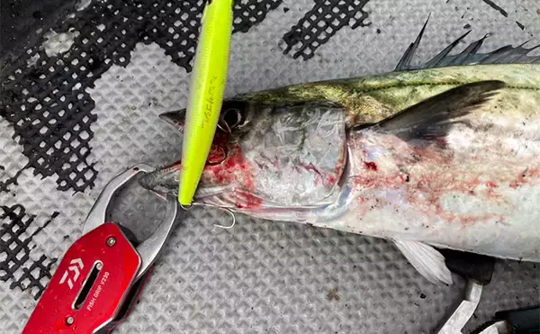 「奥伊勢湾のサワラキャスティングゲームで60cm級サゴシ手中　スロージャークに反応」の画像